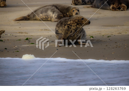 Eierland, De Cocksdorp, Texel, The Netherlands, Oktober 28th, 2024, Seals are happily relaxing on Eierland, De Cocksdorp, Texel, The Netherlands, Oktober 28th, 2024, Seals are happily relaxing on 128263769