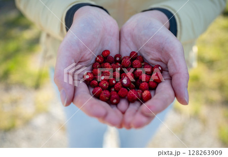 Hands holding freshly picked wild strawberries outdoors in summer Hands holding freshly picked wild strawberries outdoors in summer 128263909