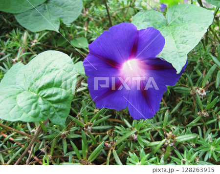紫色のアサガオの花 128263915