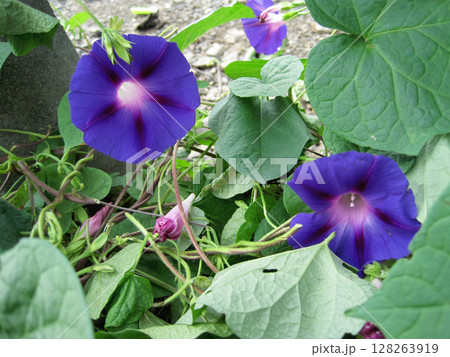 濃い紫色のアサガオの花 濃い紫色のアサガオの花 128263919