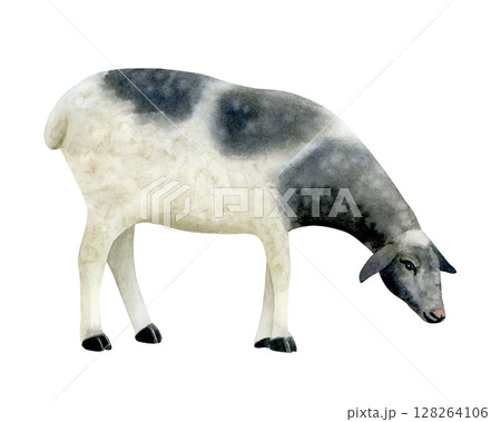 White and black sheep watercolor isolated illustration. Hand drawn grazing farm animal clip art in realistic style. Lamb sketch for village and countryside designs White and black sheep watercolor isolated illustration. Hand drawn grazing farm animal clip art in realistic style. Lamb sketch for village and countryside designs 128264106