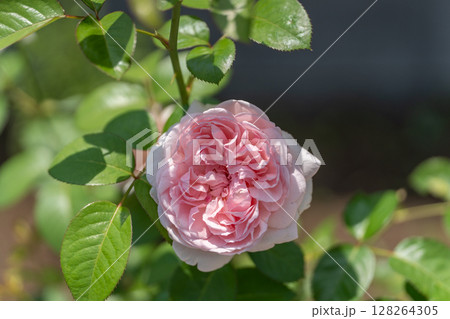 一輪のピンクバラシェーンハイト 一輪のピンクバラシェーンハイト 128264305