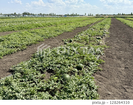 Rows of thriving watermelon plants basking in the warm sun of a vibrant agricultural field, signaling the promise of a plentiful and delicious harvest ahead Rows of thriving watermelon plants basking in the warm sun of a vibrant agricultural field, signaling the promise of a plentiful and delicious harvest ahead 128264310