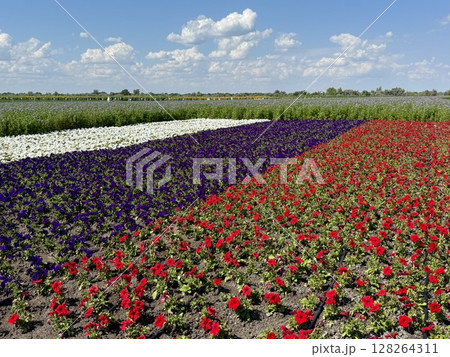 Red, white, and purple petunias are blooming in large stripes, creating a vibrant and colorful display in a field under a beautiful cloudy blue summer sky 128264311