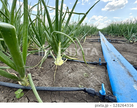 Green onions growing in rows in dry soil are being watered by a drip irrigation system on a sunny day, ensuring efficient water usage and optimal growth Green onions growing in rows in dry soil are being watered by a drip irrigation system on a sunny day, ensuring efficient water usage and optimal growth 128264316