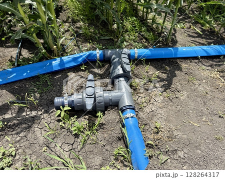 Layflat hoses and valves from an irrigation system watering a corn field during a drought, promoting crop survival and addressing the challenges of water scarcity in agriculture 128264317