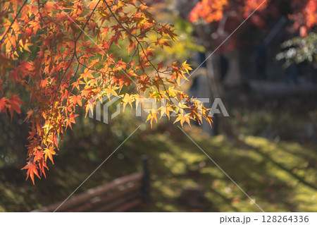 Autumn leaves with a soft, blurred background in a park setting. Kyoto, Japan Autumn leaves with a soft, blurred background in a park setting. Kyoto, Japan 128264336