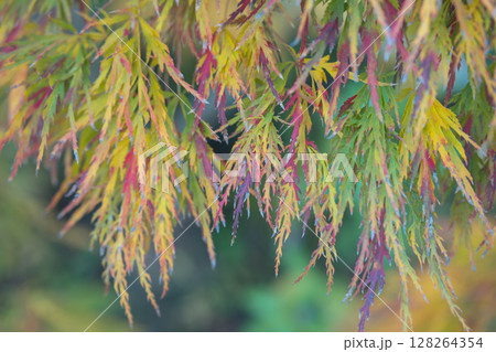 Colorful, vibrant leaves in various shades of green and red. Kyoto, Japan 128264354