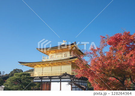 Kinkaku-ji Golden Pavilion Temple in Kyoto Japan, Golden temple under a clear blue sky with cherry blossoms nearby. 128264364