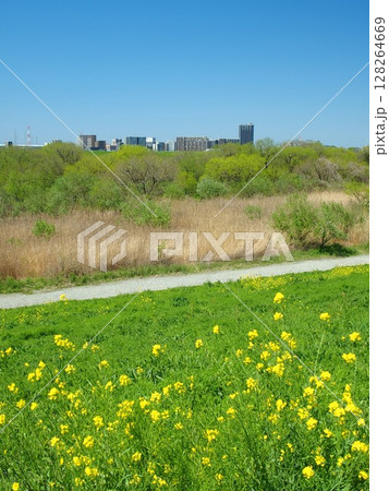 菜の花咲く土手から見る春の江戸川河川敷風景 菜の花咲く土手から見る春の江戸川河川敷風景 128264669