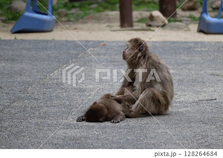 大分県高崎山の猿 大分県高崎山の猿 128264684