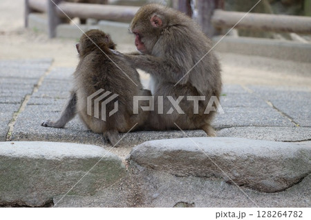 大分県高崎山の猿 128264782