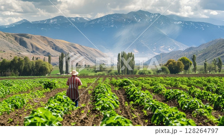 Peaceful farmer walking through lush green vegetable field landscape 128264797