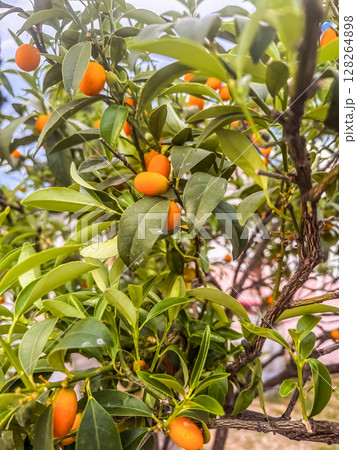 Fresh Kumquats Hanging on Tree Branches, Vibrant Orange Citrus Fruit Close-Up. High quality photo Fresh Kumquats Hanging on Tree Branches, Vibrant Orange Citrus Fruit Close-Up. High quality photo 128264898