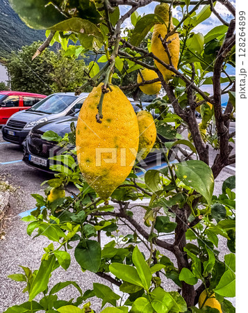 Big Yellow Lemons Growing on Tree, Urban Garden Scene with Cars in Background. High quality photo Big Yellow Lemons Growing on Tree, Urban Garden Scene with Cars in Background. High quality photo 128264899
