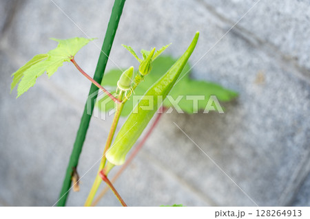 家庭菜園で育つ若いオクラの実と蕾 家庭菜園で育つ若いオクラの実と蕾 128264913
