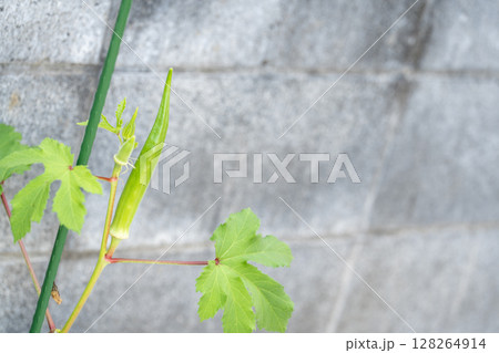 家庭菜園で育つ若いオクラの実と蕾 家庭菜園で育つ若いオクラの実と蕾 128264914