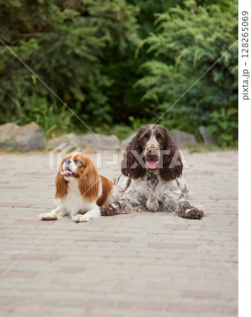 Day in the life. Two happy spaniel dogs relaxing on paved path surrounded by lush greenery 128265069
