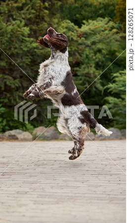 High spirit. Energetic dog leaping mid-air on paved surface surrounded by lush greenery and stone path 128265071