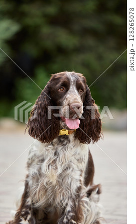 Breed focus. English springer spaniel sitting outdoors with tongue out and blurred green background Breed focus. English springer spaniel sitting outdoors with tongue out and blurred green background 128265078
