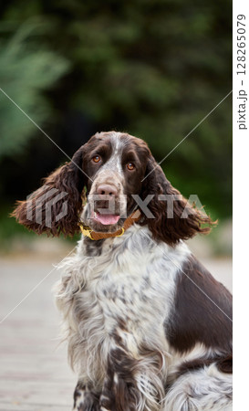 Breed focus. Brown and white springer spaniel sitting outdoors with lush green background Breed focus. Brown and white springer spaniel sitting outdoors with lush green background 128265079