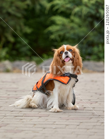 Model pup. Cavalier King Charles spaniel wearing bright orange vest on stone path in garden setting Model pup. Cavalier King Charles spaniel wearing bright orange vest on stone path in garden setting 128265087