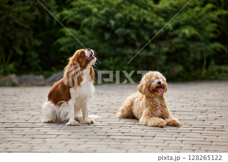 Day in the life. Two happy dogs sitting on paved ground against lush green background 128265122