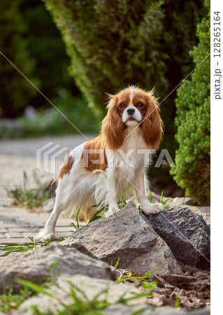 Breed focus. Cavalier King Charles spaniel standing on stones in garden with lush green bushes 128265164