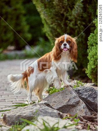 Breed focus. Friendly Cavalier King Charles Spaniel standing on rocks in lush garden setting 128265165