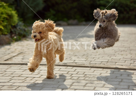 Run wild. Energetic dogs joyfully running and playing on sunny paved path Run wild. Energetic dogs joyfully running and playing on sunny paved path 128265171