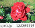 色鮮やかな一輪の赤いバラ 128265316