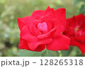一輪の大きな赤いバラ 128265318