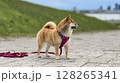 Adorable red Shiba Inu dog happily walking on lush green gras 128265341