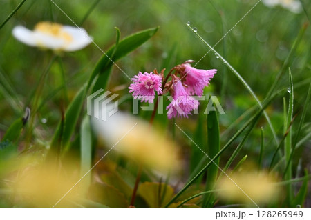 コイワカガミ 128265949