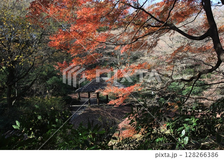 紅葉に包まれた東屋 128266386