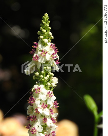 ヨーロッパ、北アフリカ等原産の帰化植物「シロバナモウズイカ」の花 ヨーロッパ、北アフリカ等原産の帰化植物「シロバナモウズイカ」の花 128266773