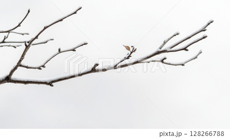 A thin, leafless tree branch stretches across a pale gray sky in a minimalist winter atmosphere 128266788