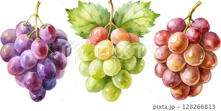 Watercolor Bunches of Grapes 128266813