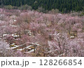 峠に遅い桜が咲いた 128266854