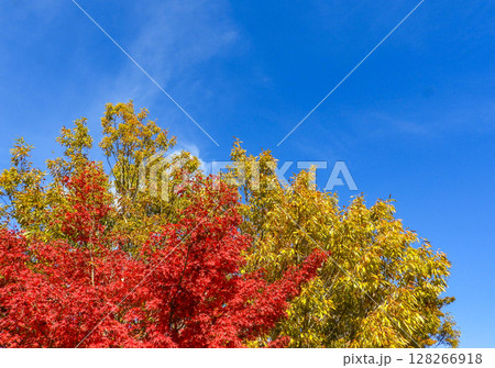 秋イメージ〜青空に映える紅葉 128266918