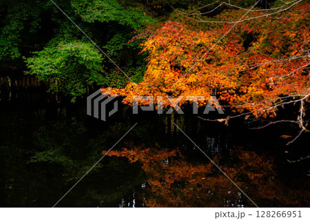 【紅葉素材】曇りの日の柔らかな光の下の雲場池の紅葉【長野県】 128266951