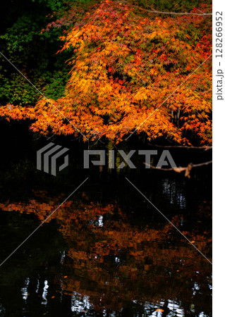【紅葉素材】曇りの日の柔らかな光の下の雲場池の紅葉【長野県】 【紅葉素材】曇りの日の柔らかな光の下の雲場池の紅葉【長野県】 128266952