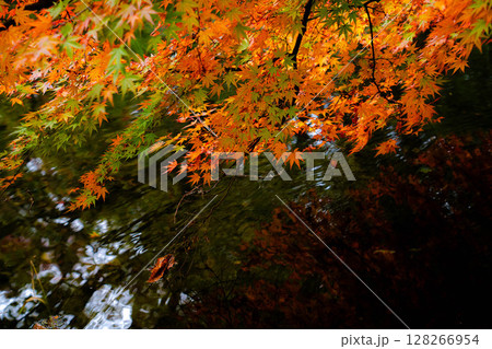 【紅葉素材】曇りの日の柔らかな光の下の雲場池の紅葉【長野県】 【紅葉素材】曇りの日の柔らかな光の下の雲場池の紅葉【長野県】 128266954