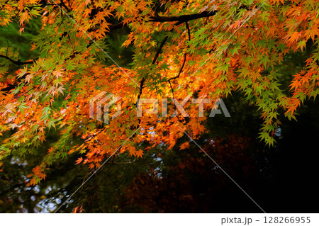 【紅葉素材】曇りの日の柔らかな光の下の雲場池の紅葉【長野県】 【紅葉素材】曇りの日の柔らかな光の下の雲場池の紅葉【長野県】 128266955