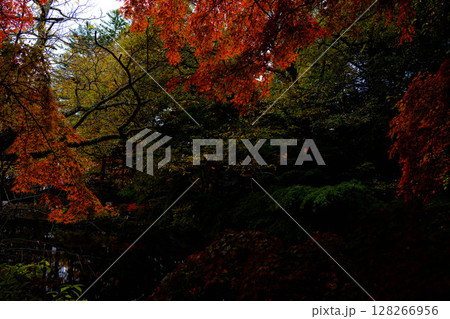 【紅葉素材】曇りの日の柔らかな光の下の雲場池の紅葉【長野県】 【紅葉素材】曇りの日の柔らかな光の下の雲場池の紅葉【長野県】 128266956