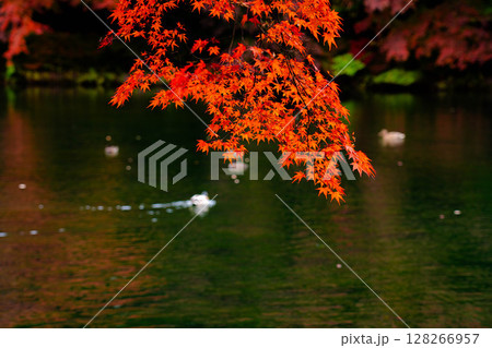 【紅葉素材】曇りの日の柔らかな光の下の雲場池の紅葉【長野県】 128266957