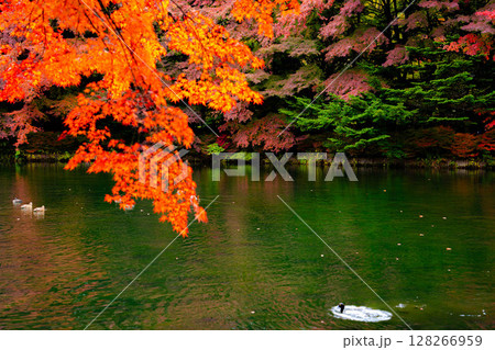 【紅葉素材】曇りの日の柔らかな光の下の雲場池の紅葉【長野県】 128266959