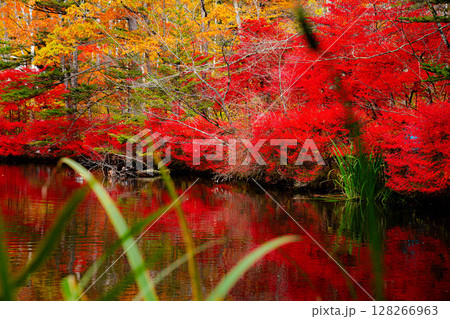【紅葉素材】曇りの日の柔らかな光の下の雲場池の紅葉【長野県】 128266963