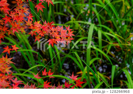【紅葉素材】曇りの日の柔らかな光の下の雲場池の紅葉【長野県】 128266968
