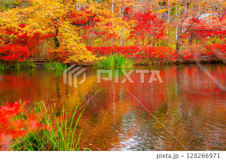 【紅葉素材】曇りの日の柔らかな光の下の雲場池の紅葉【長野県】 128266971